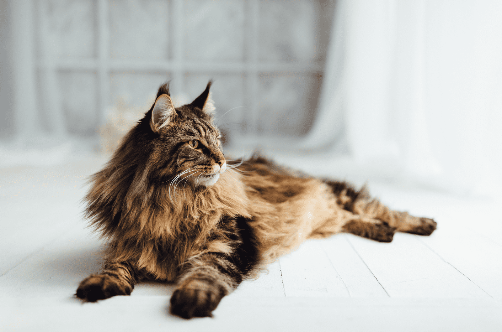 Maine Coon cat lying