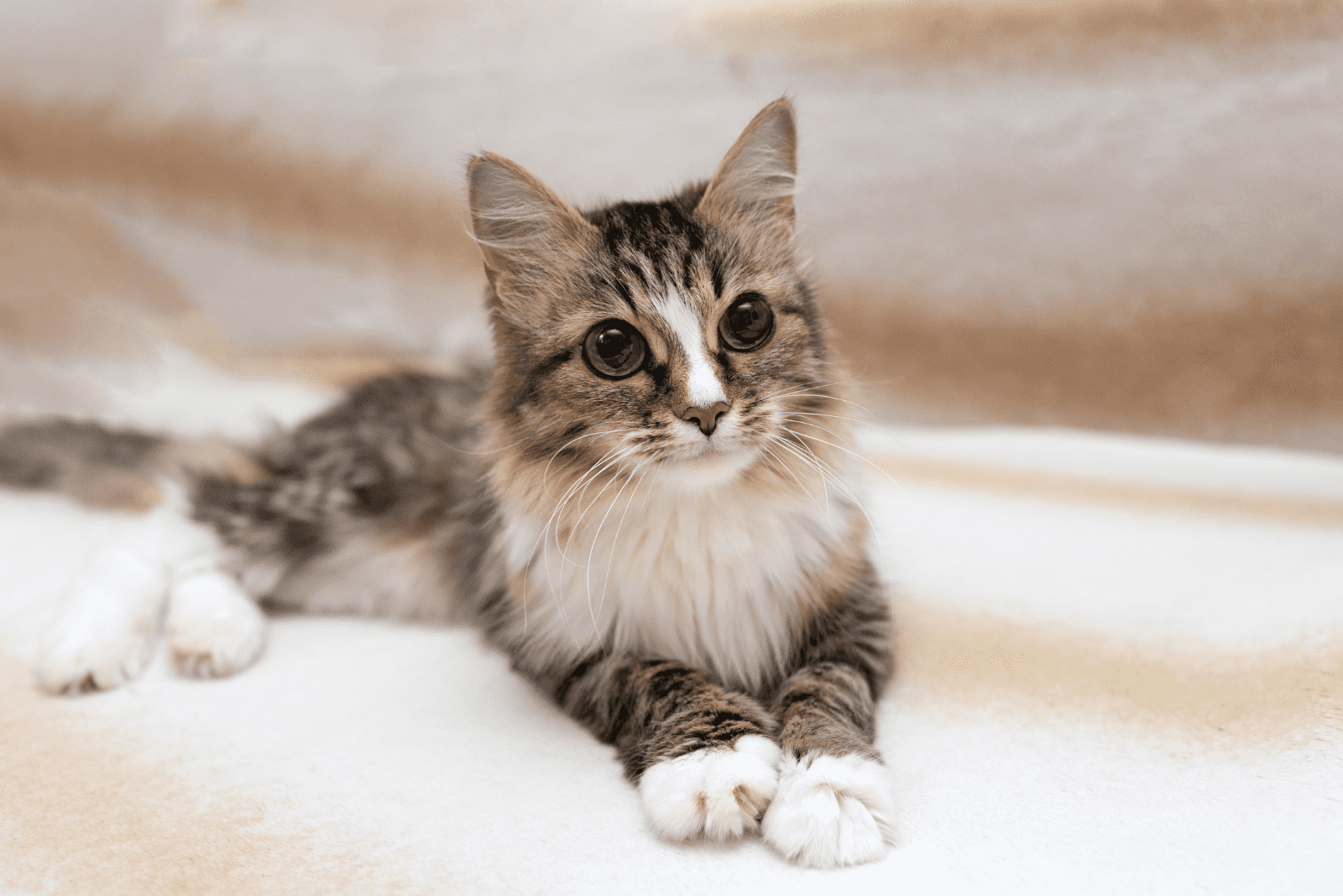 an adorable kitten is lying on the bed