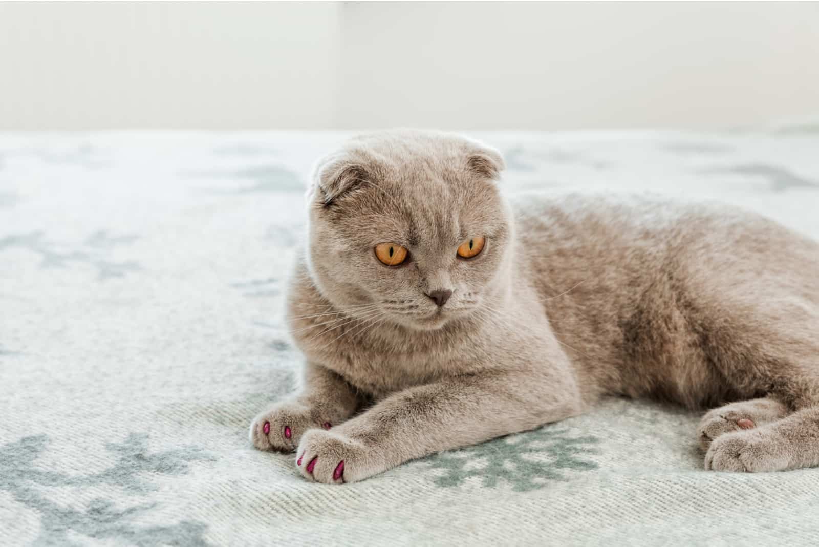 angry cat lying on the bed with caps on the nails