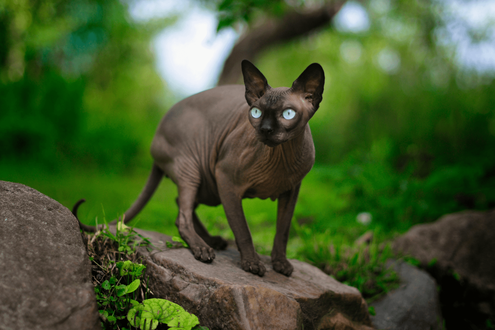 beautiful Sphynx cat sitting on a stone in nature