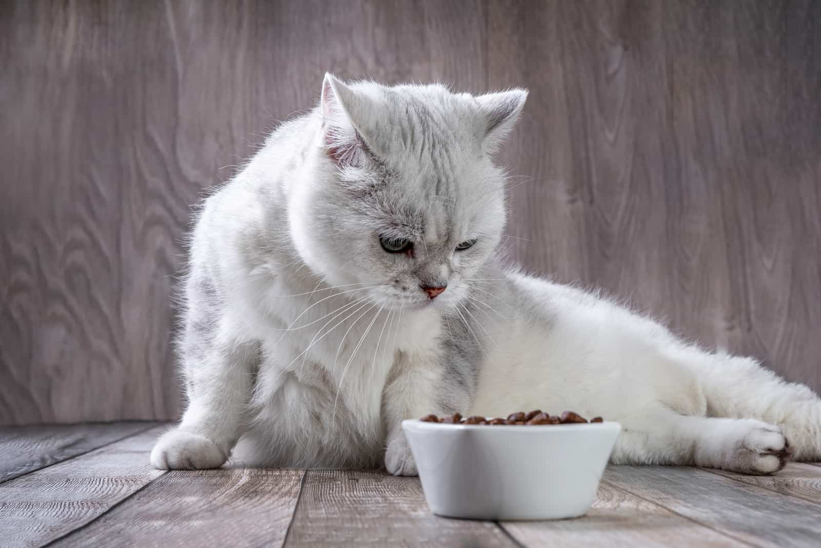 beautiful purebred cat looking at her food