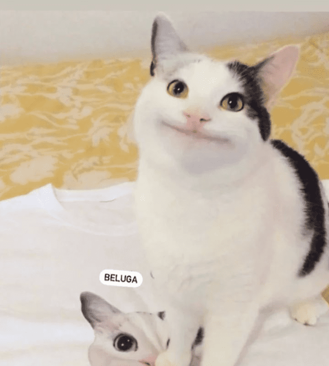 beluga cat face reveal 