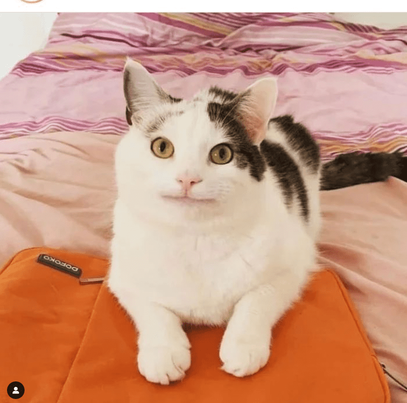 beluga_the.cat Instagram.Com 