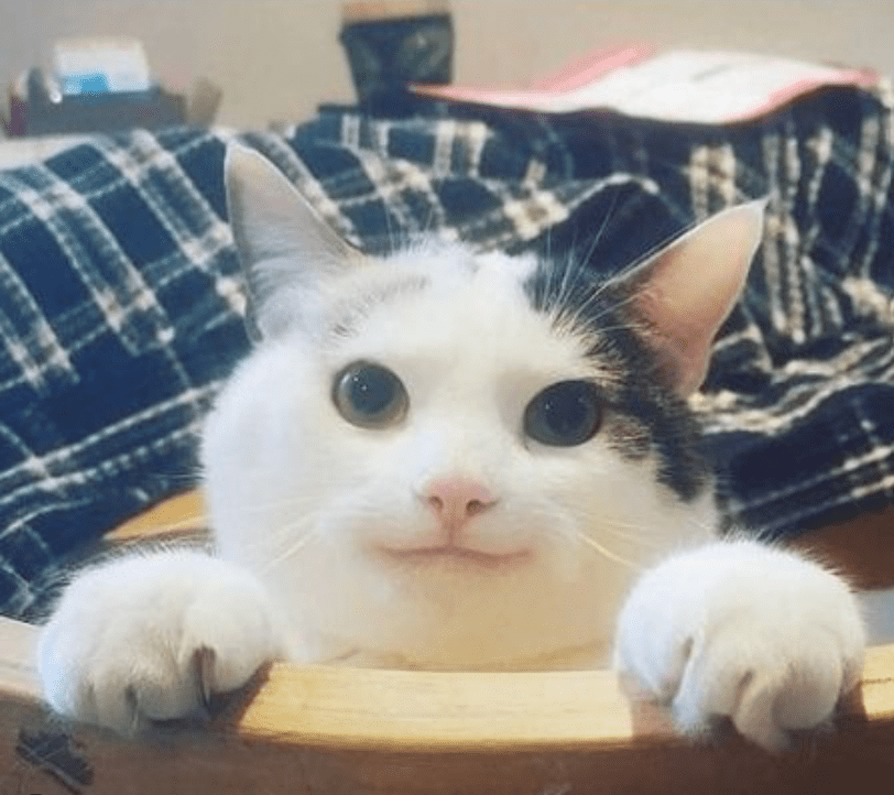 beluga cat face reveal