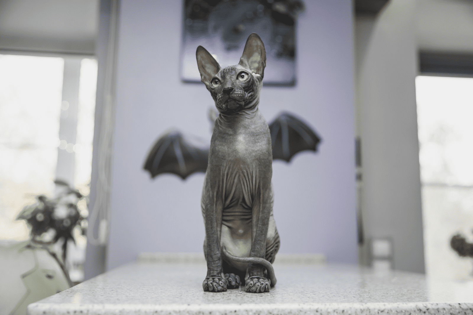 black Sphynx cat sitting on the table