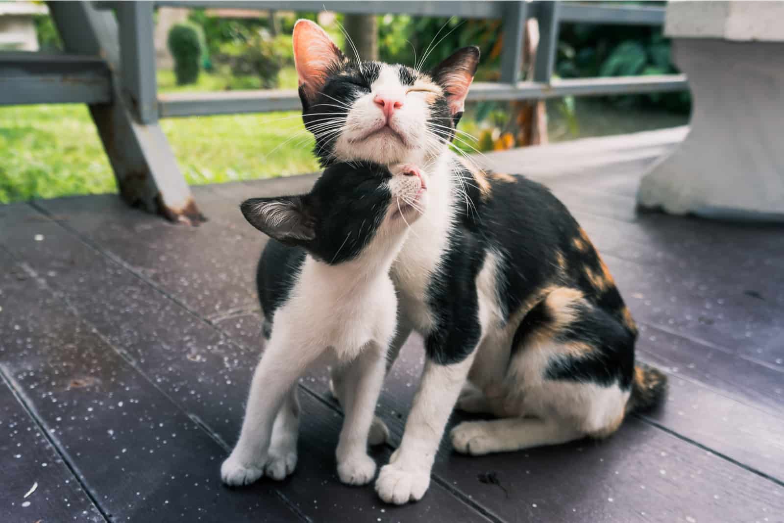 black and white cat and kitten standing outside