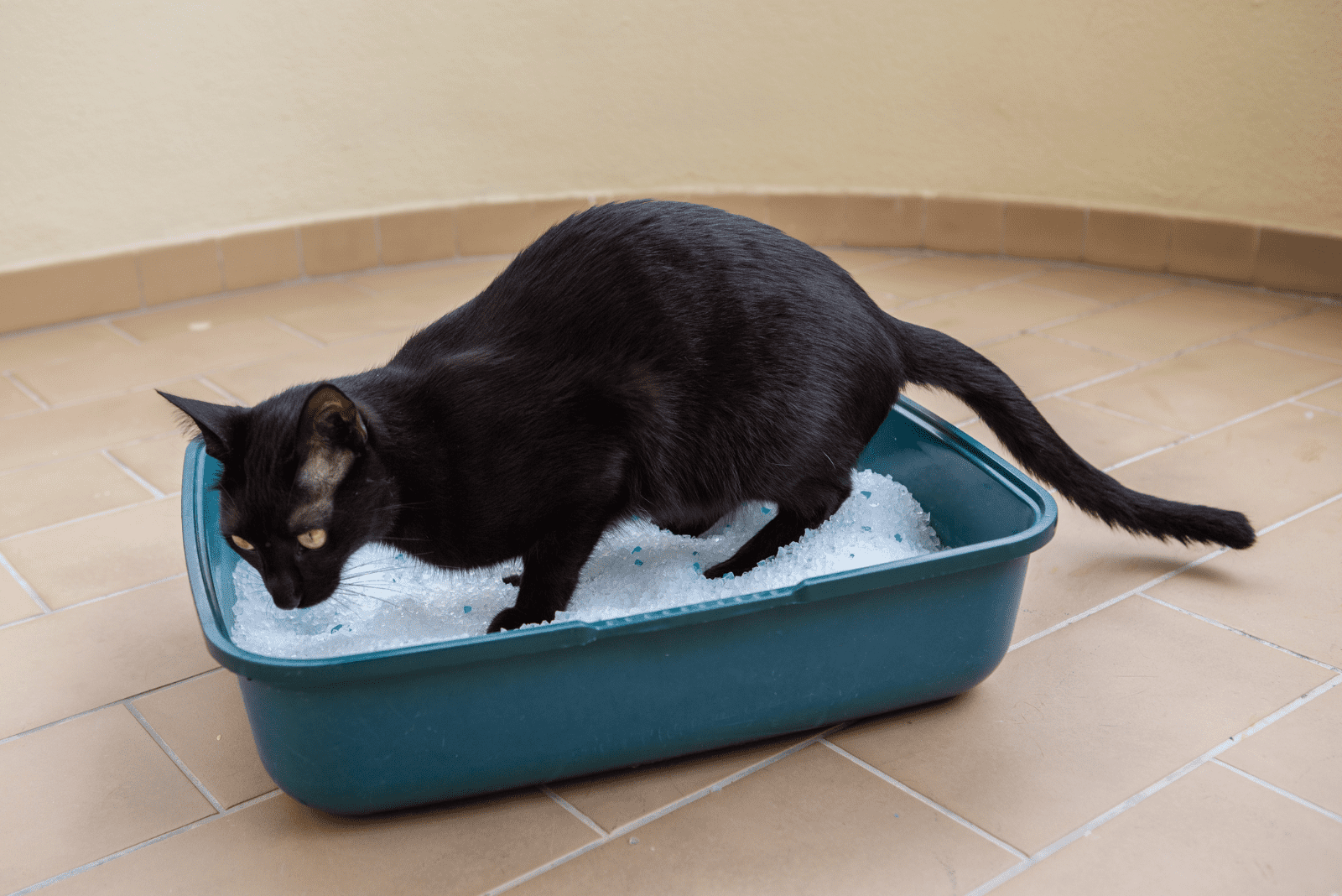 black cat in a small litter box