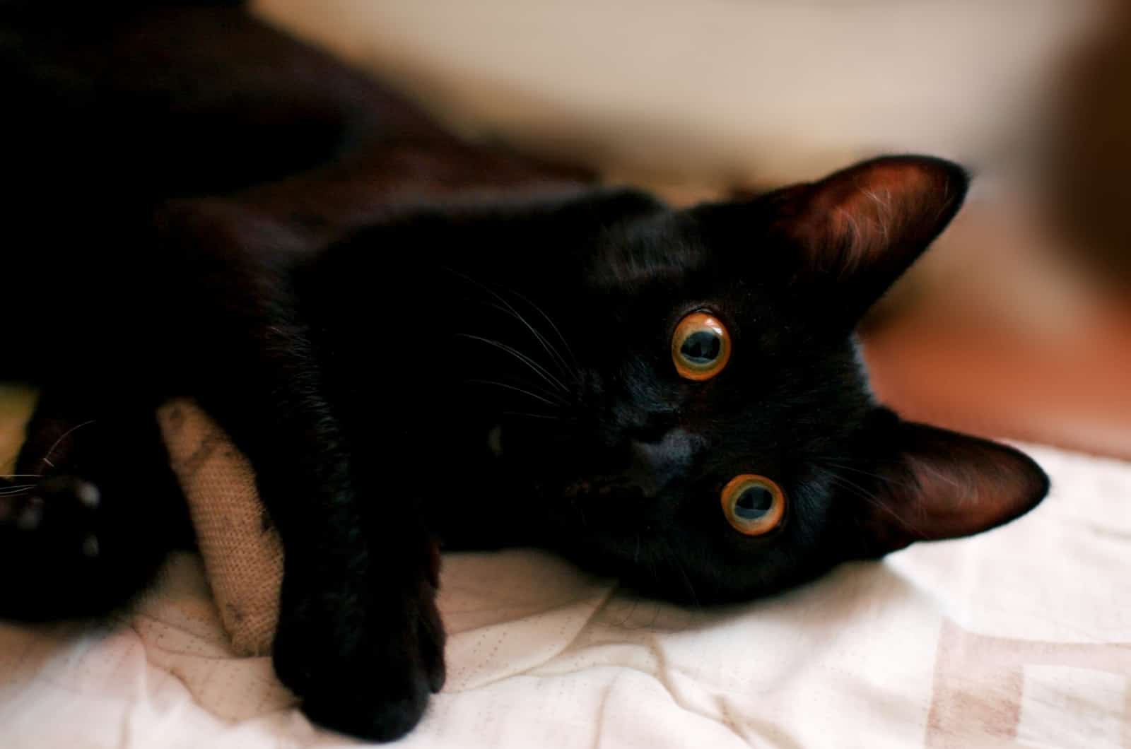 black cat lying on bed
