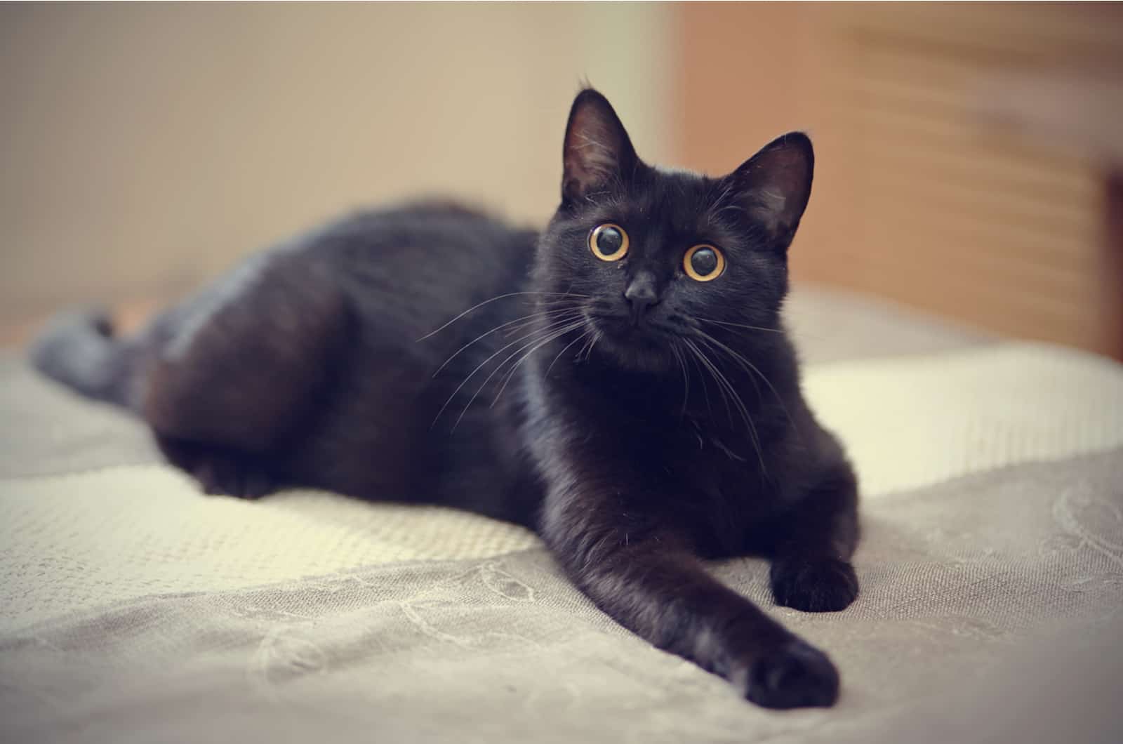 black cat on big bed
