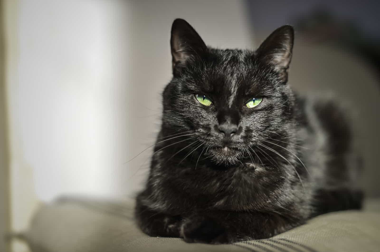black cat on grey sofa