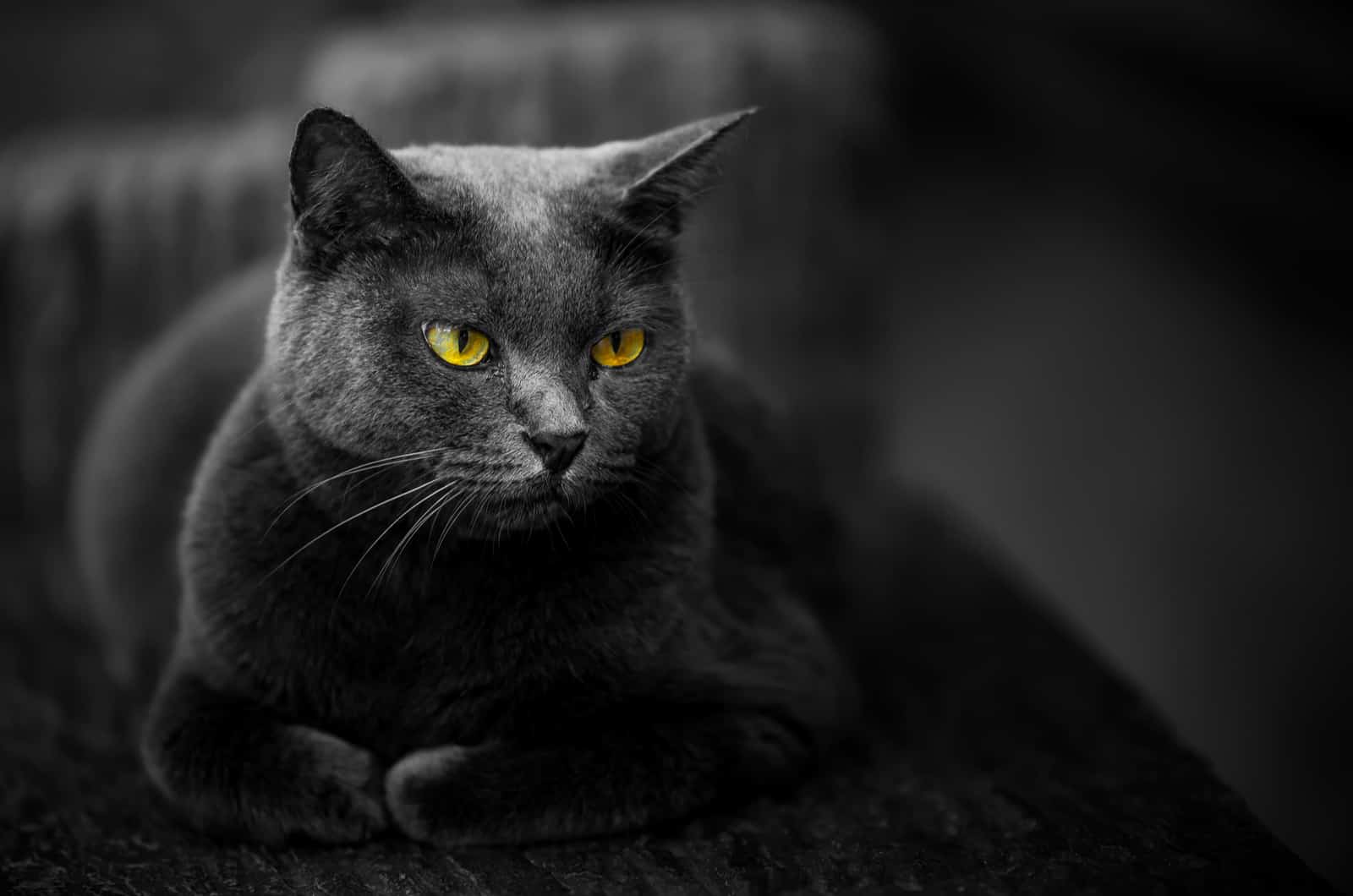 black cat posing and looking away