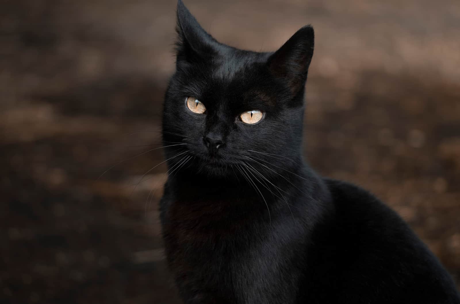 black cat posing for camera
