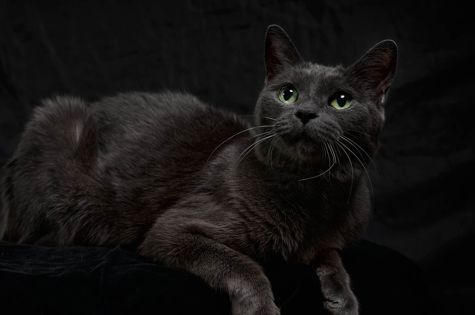 black cat posing in studio