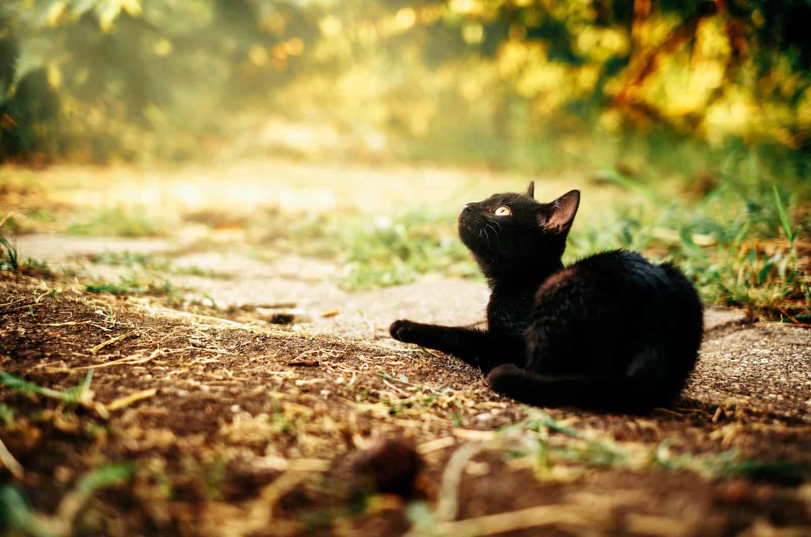 black cat sitting on ground