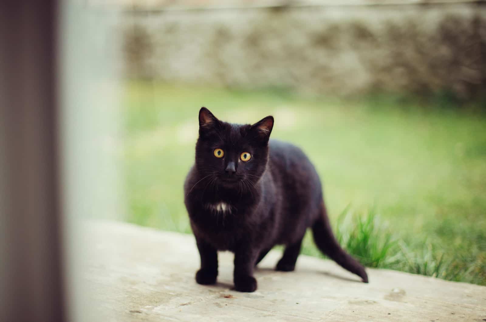 black cat standing outside