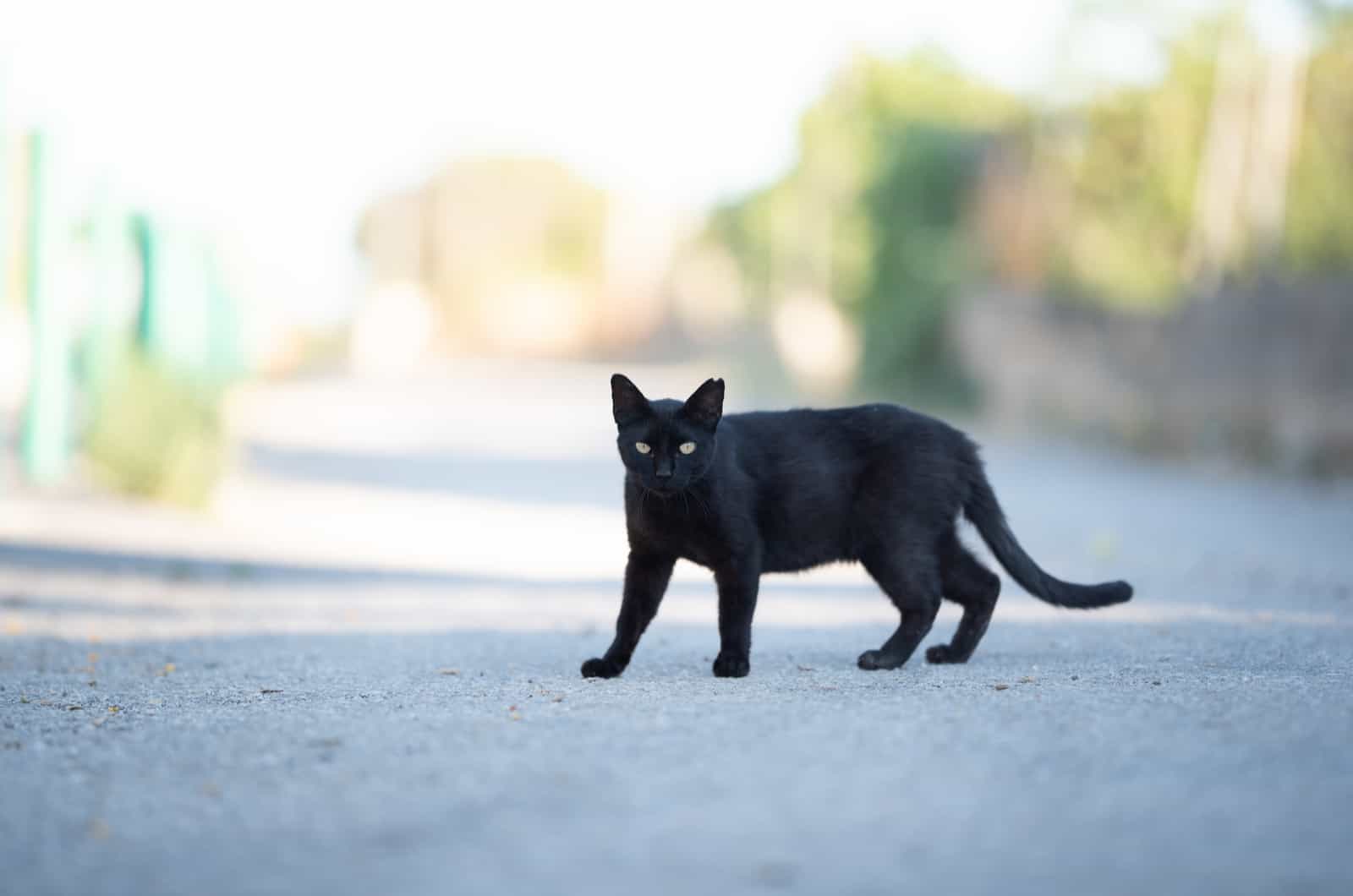 black cat walking outside