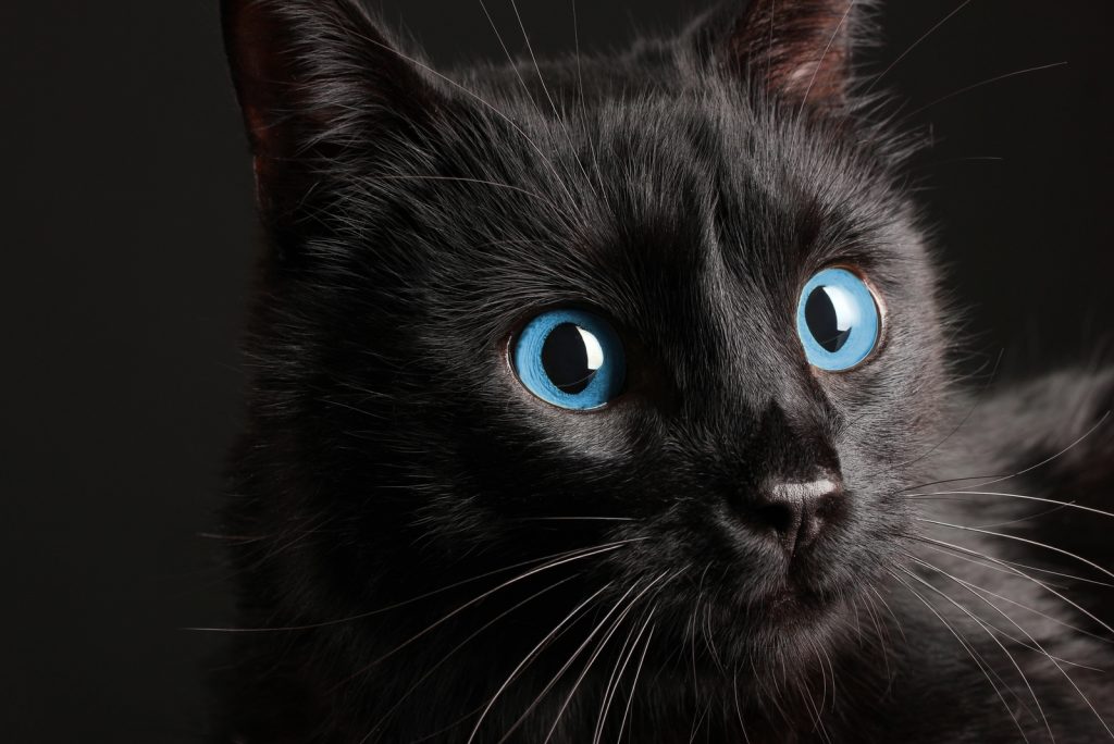 A Black Cat With Blue Eyes What You Need To Know