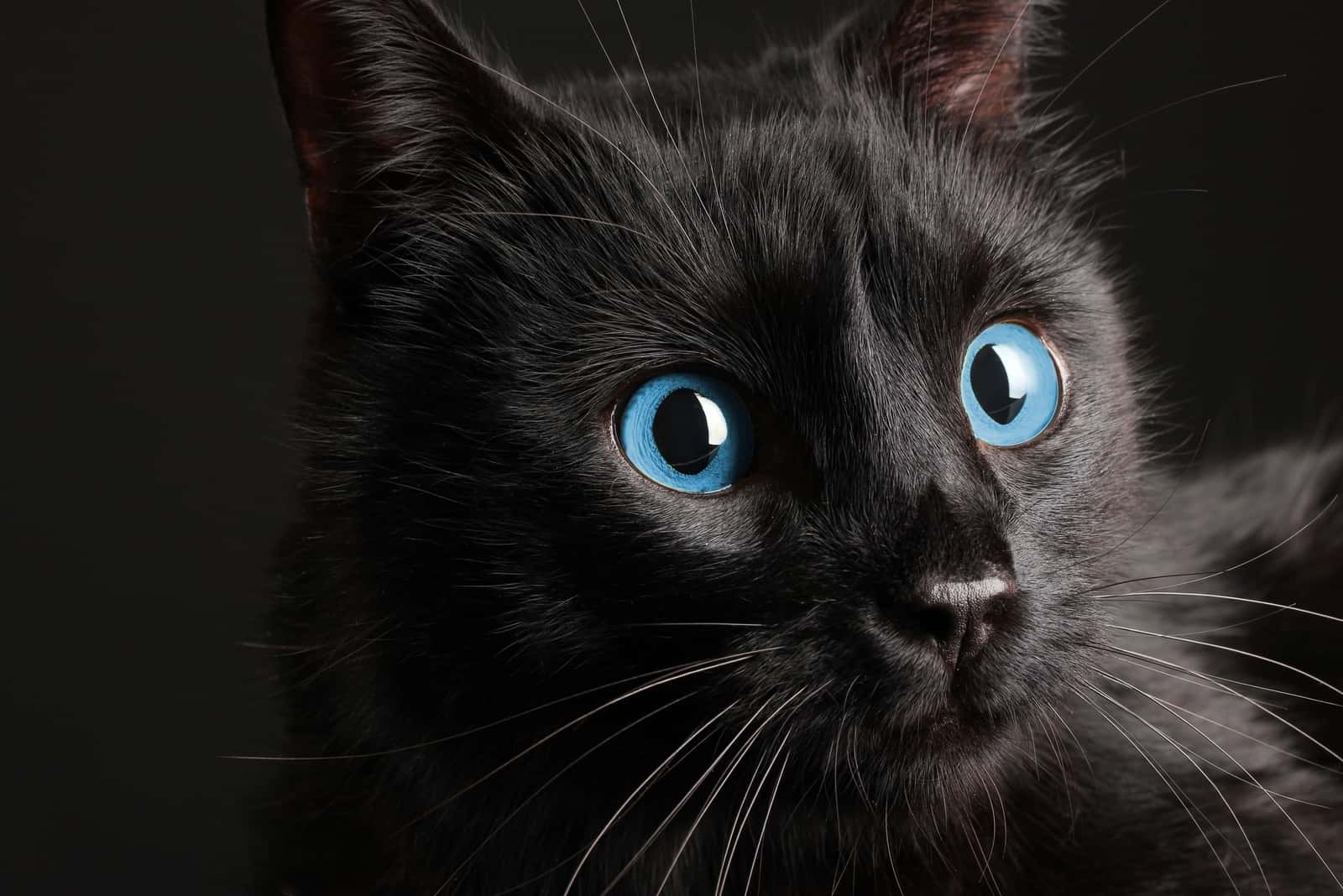 black cat with black eyes