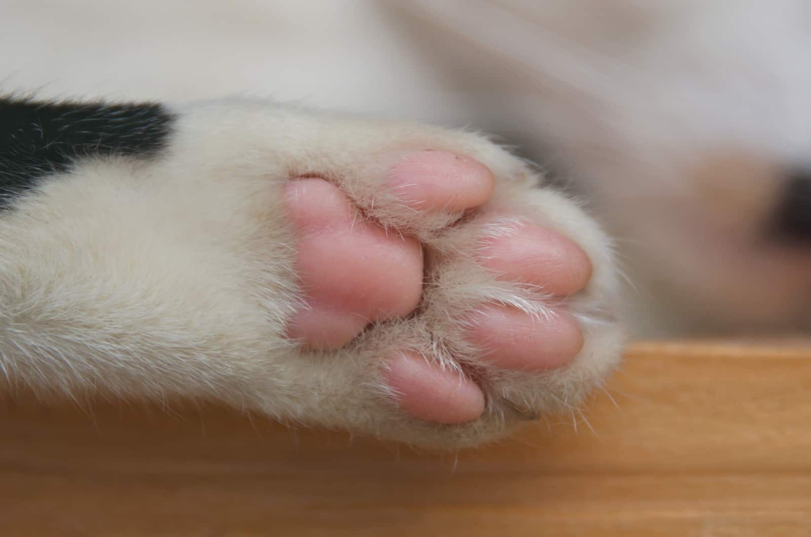bottom of cat paws