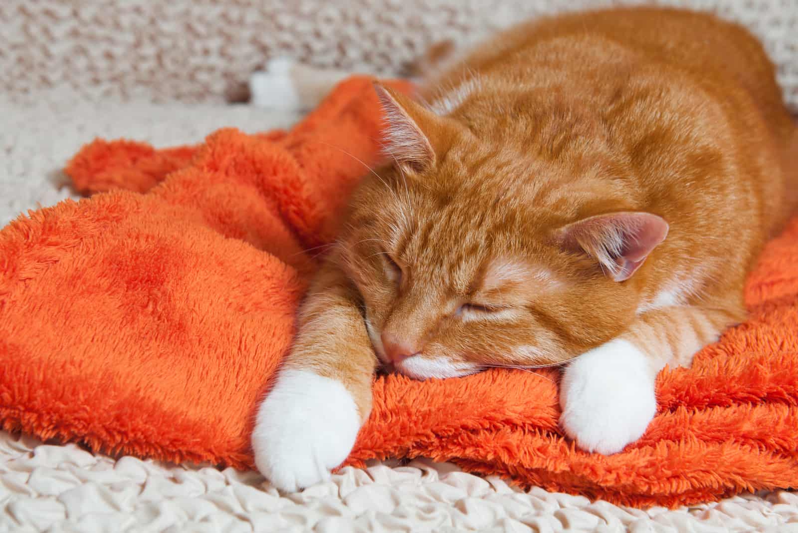 bright red cat sweetly sleeping on the couch