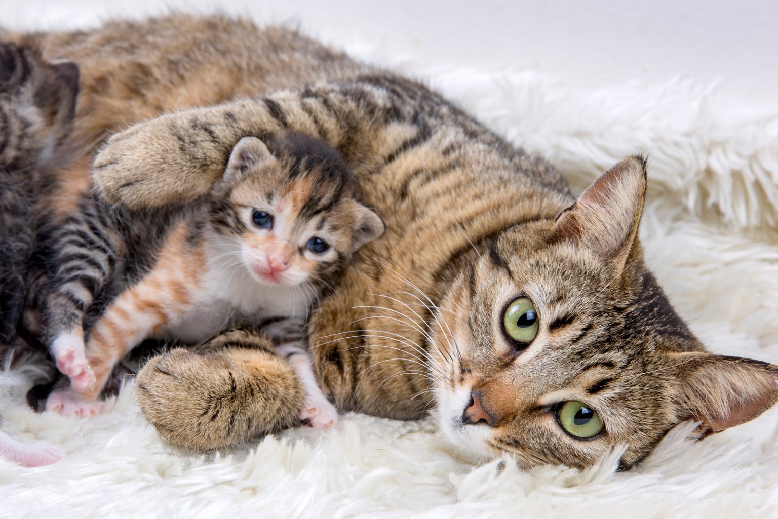 Why Do Cats Eat Their Babies? 7 Valid Reasons