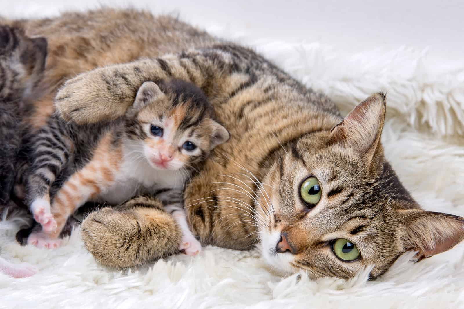 cat and kitten lying on floor