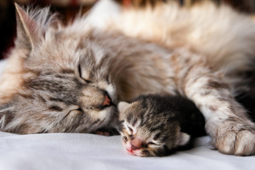 Why Do Cats Eat Their Babies? 7 Valid Reasons