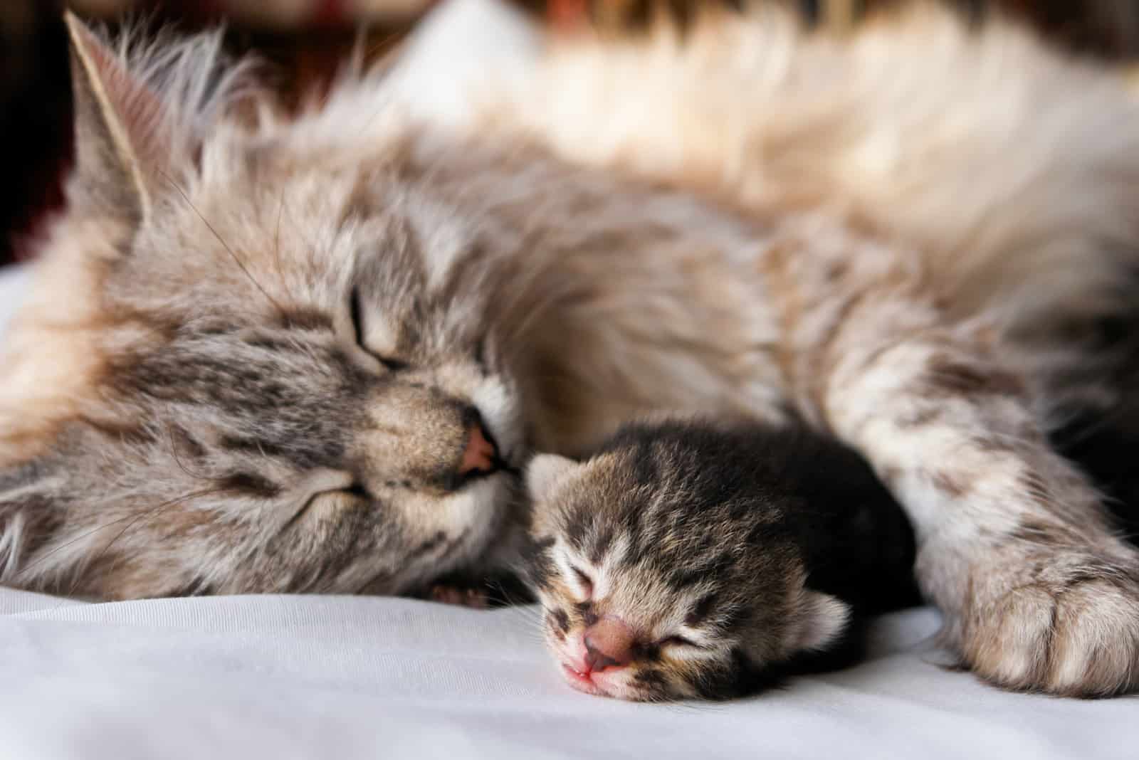 cat and kitten sleeping
