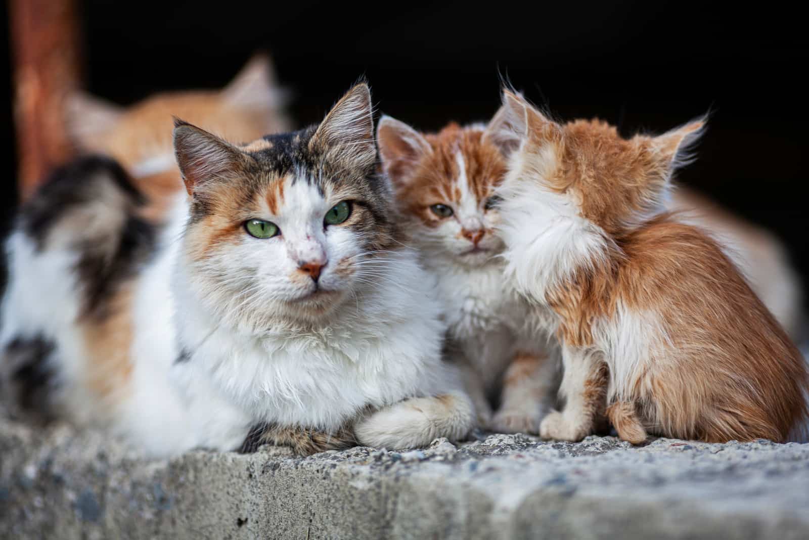 cat and two orange kittens