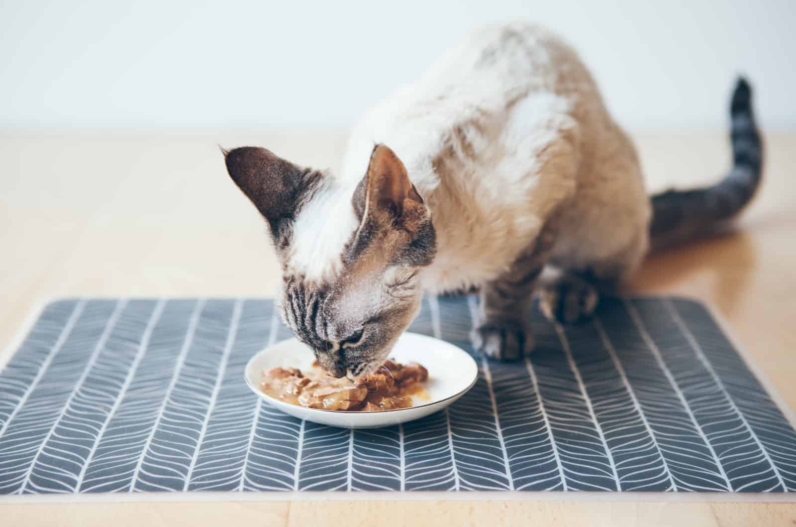 cat eating tuna