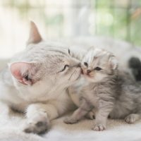 cat licking kitten