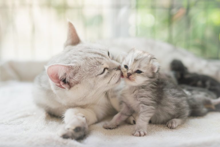 cat licking kitten