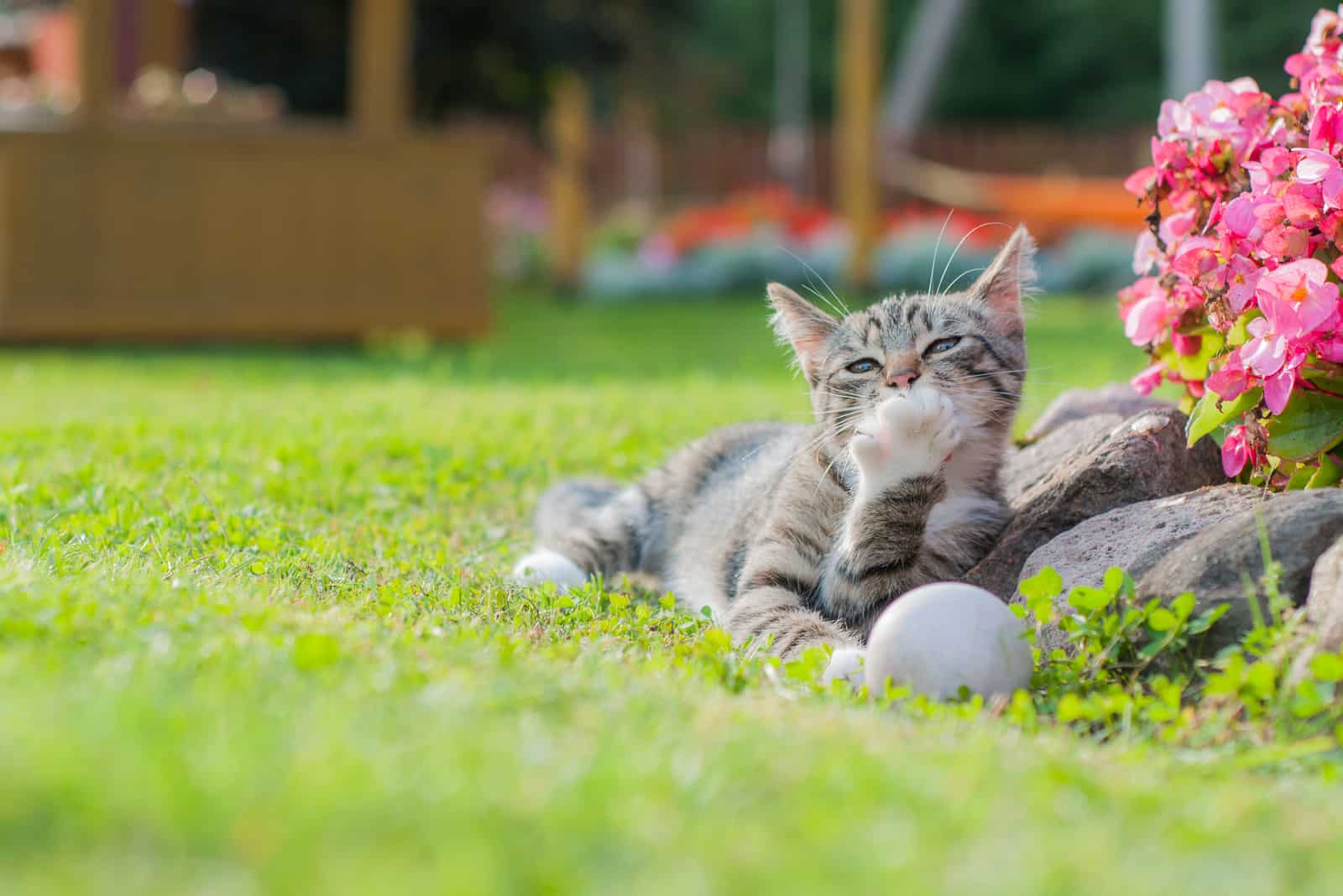 cat lies in the garden and licks its paw