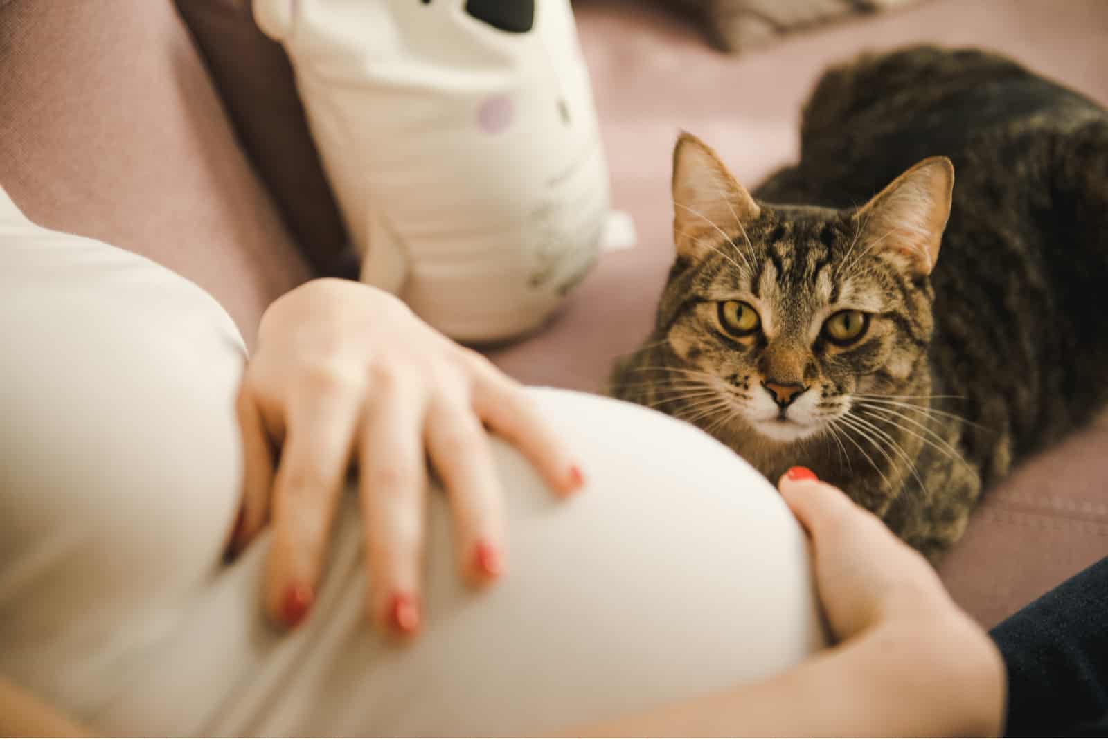 cat looking at Pregnant woman
