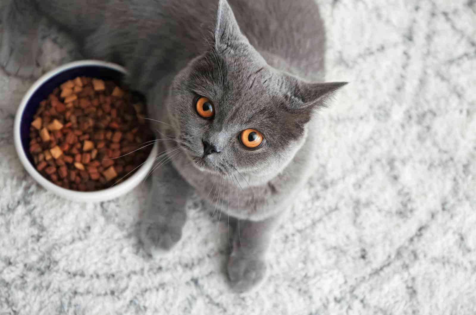 cat looking up with bowl of food on side