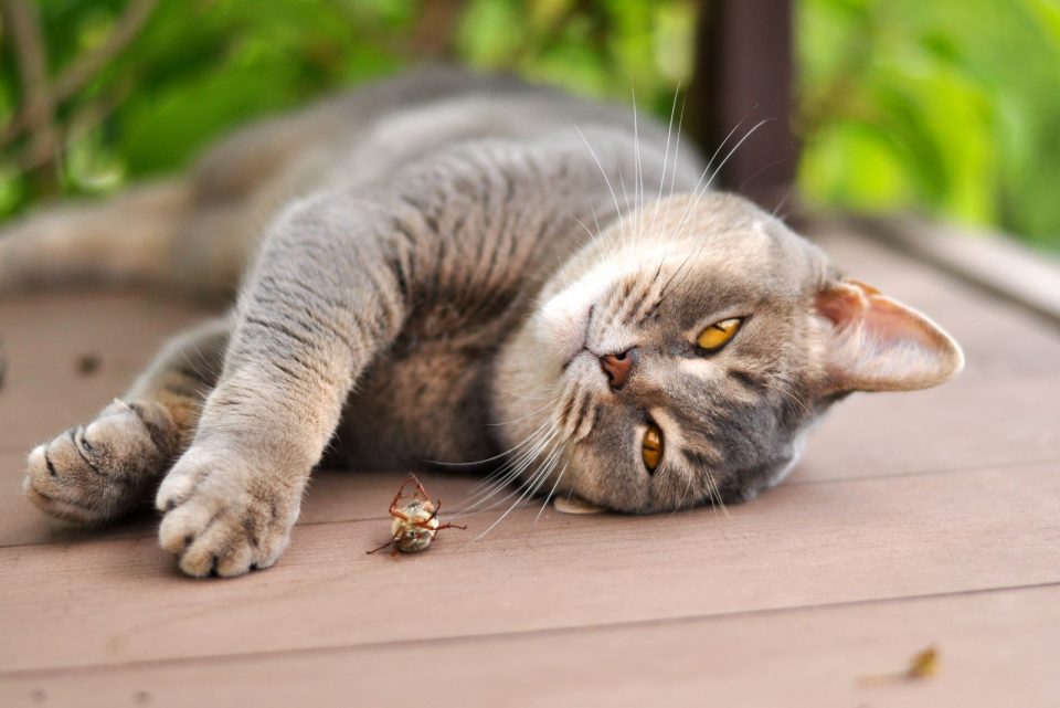 Can Cats Eat Lightning Bugs (Fireflies)?