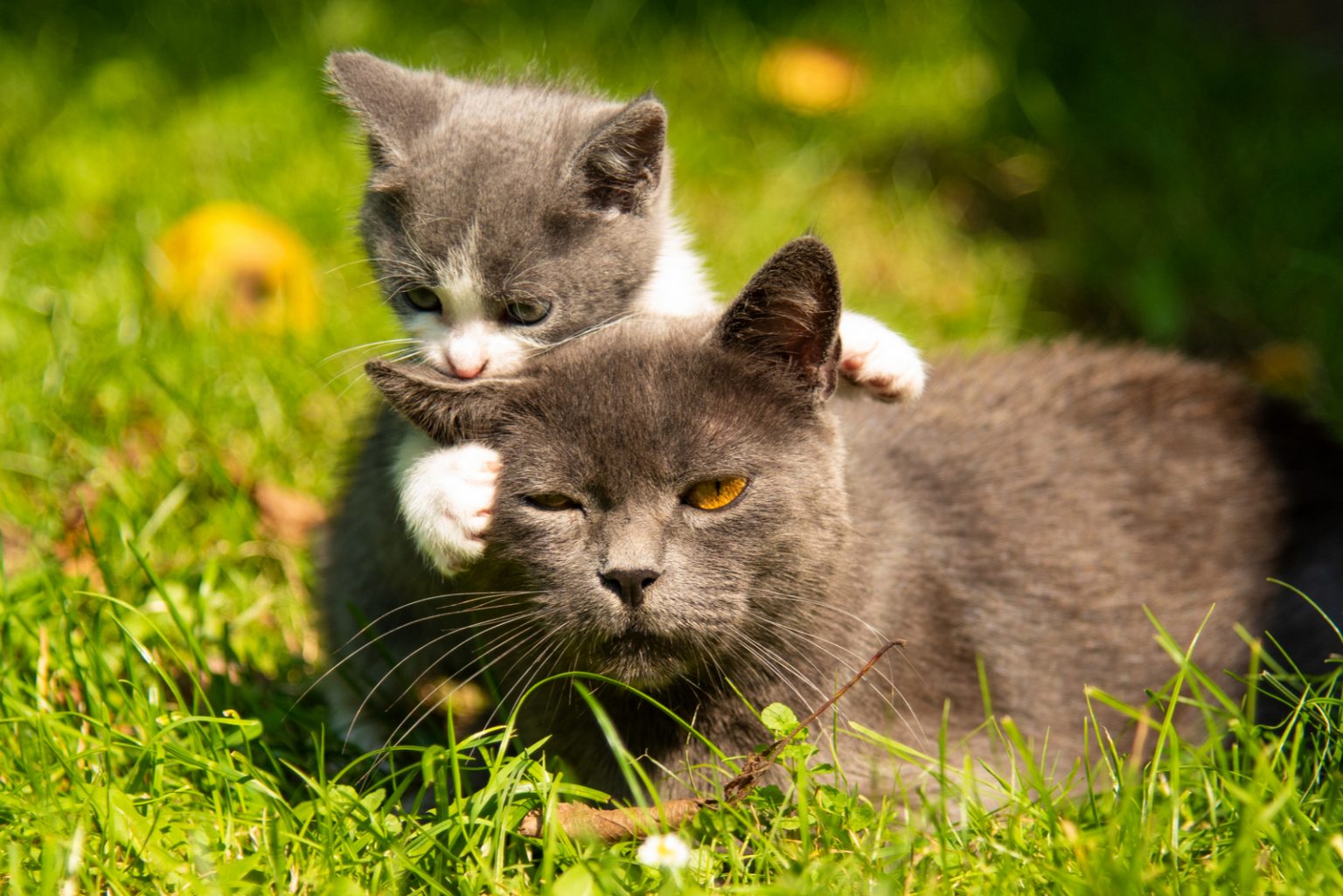 Why Do Cats Eat Their Babies? 7 Valid Reasons