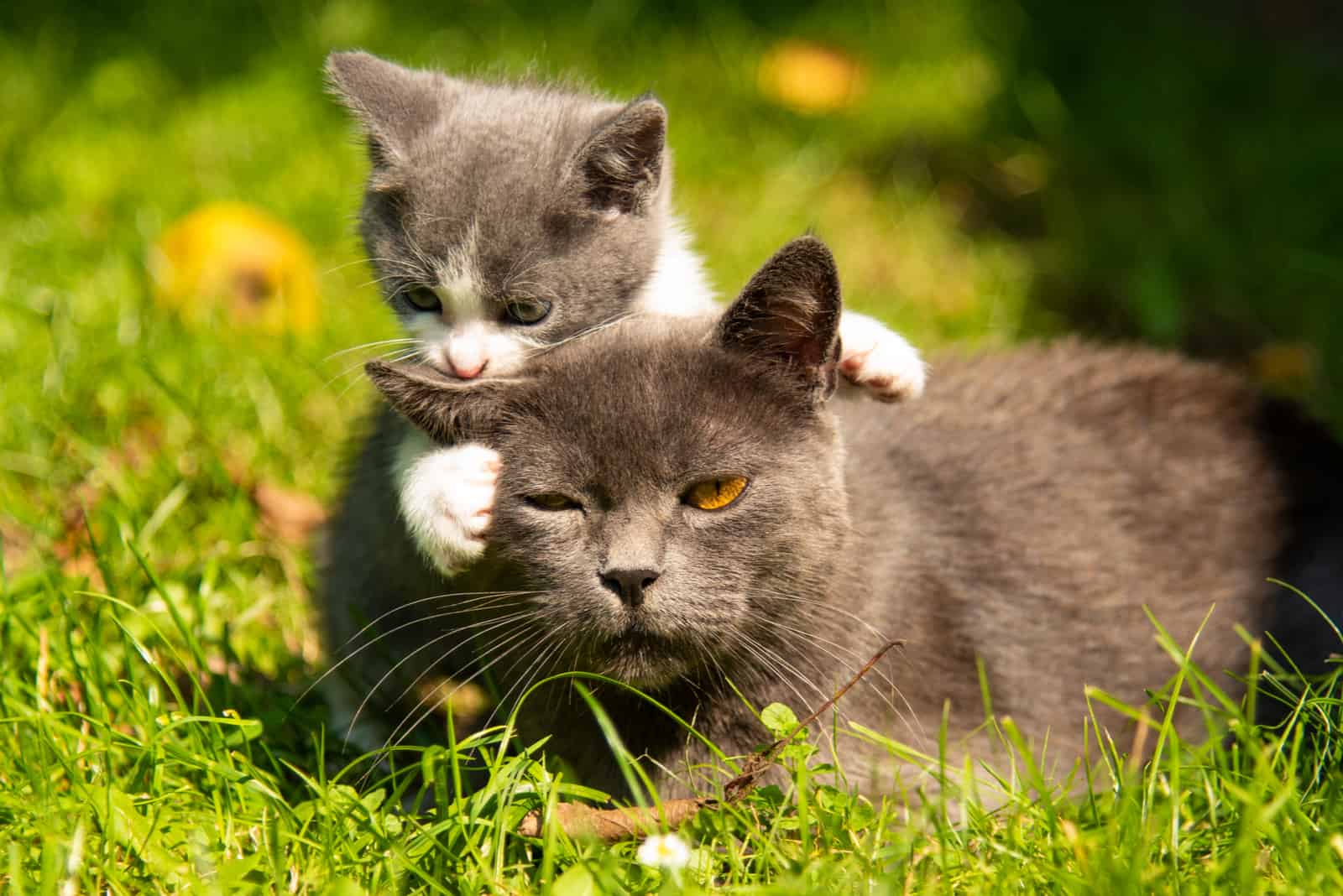 cat lying on grass with kitten playing