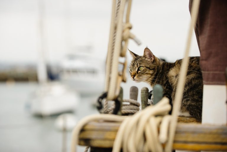 sailboat cat names