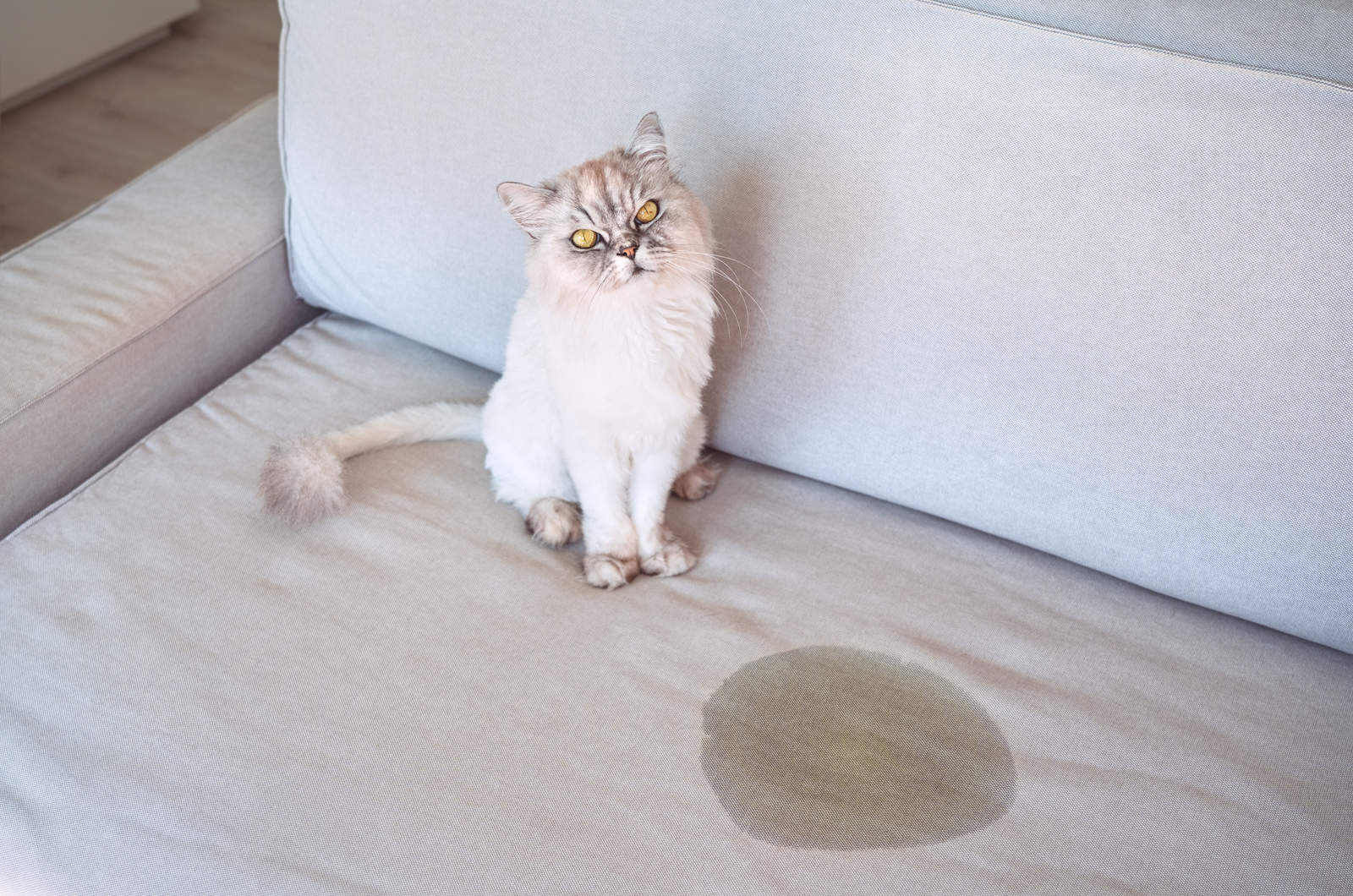 cat peed on sofa