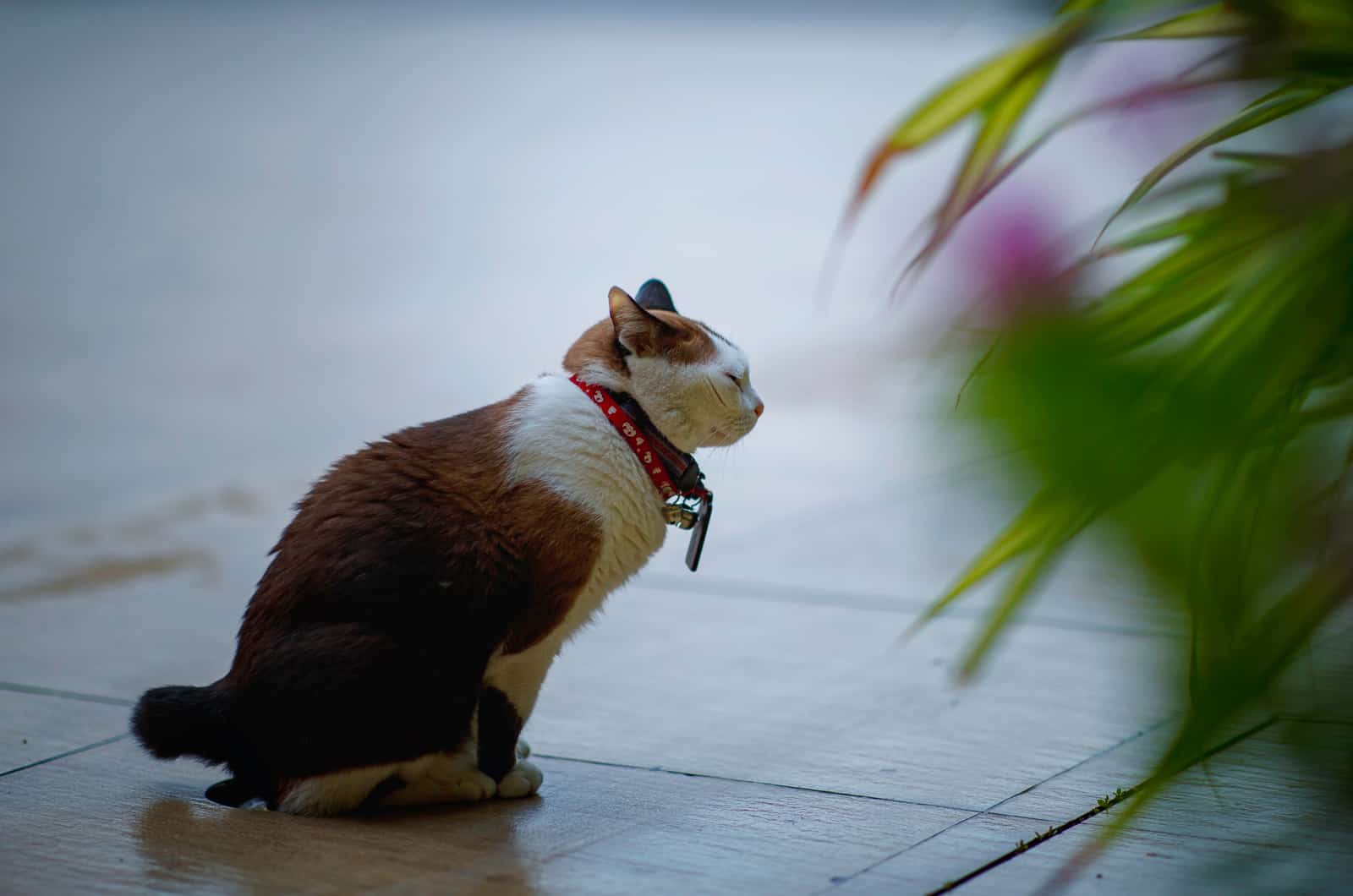 cat peeing on floor