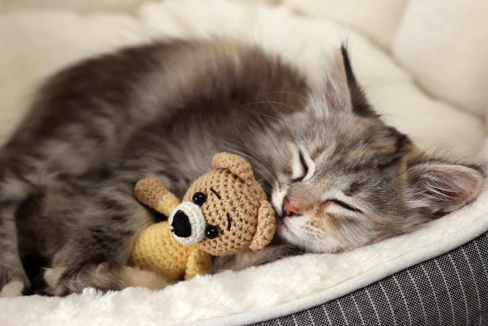 cat sleeping in her bed