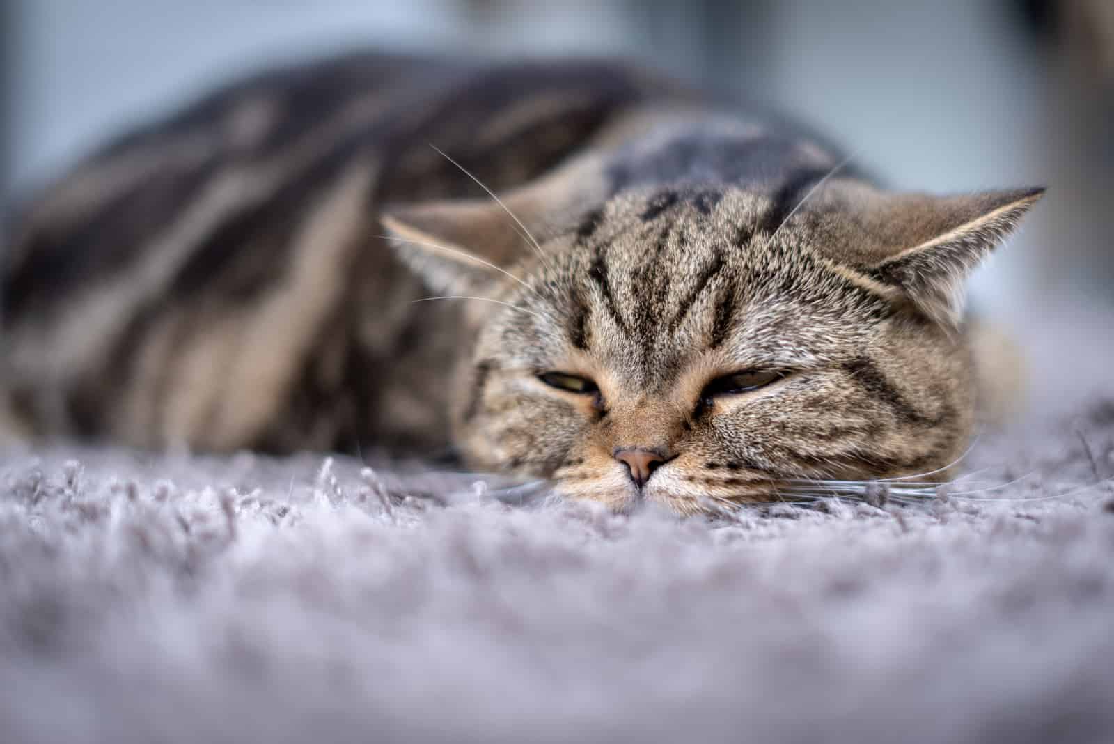 cat sleeping on carpet