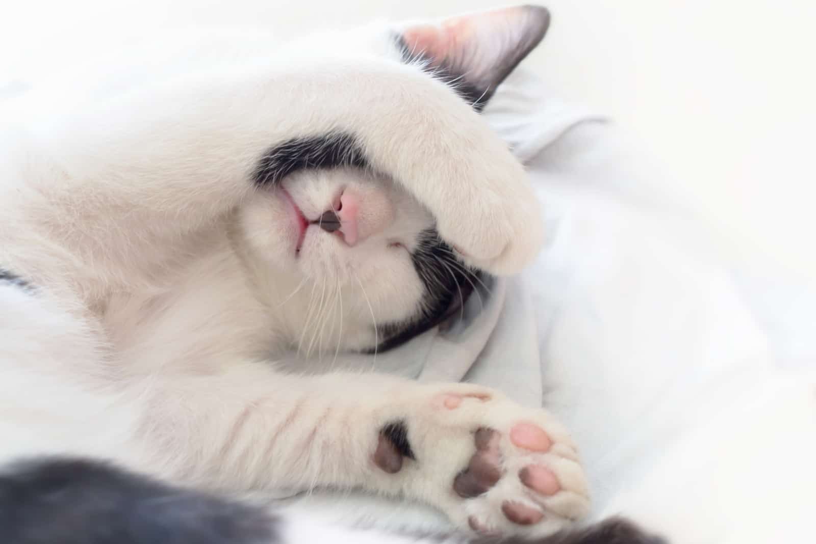 cat sleeping with paw cover its face on white blanket