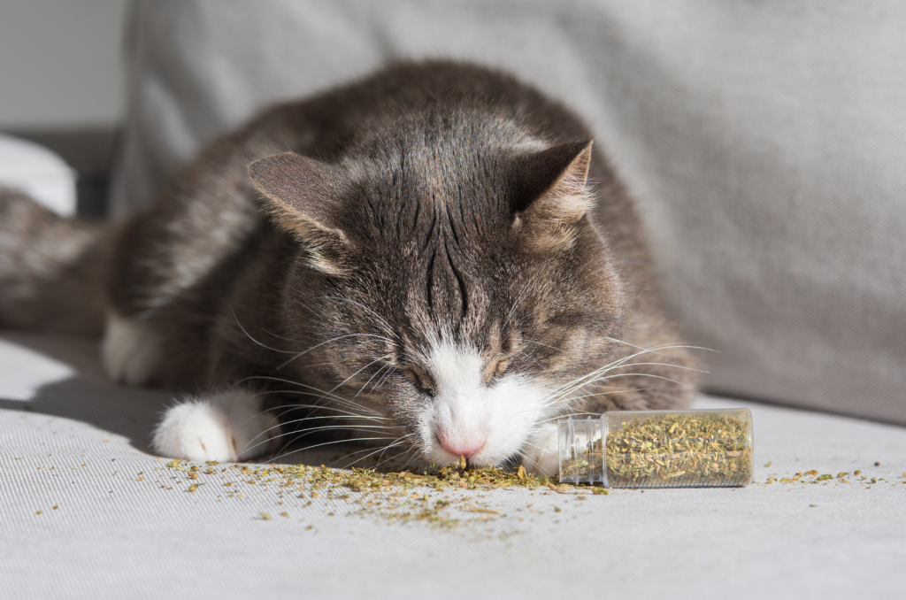 How To Get A Cat Out Of Heat QTip & Other Methods