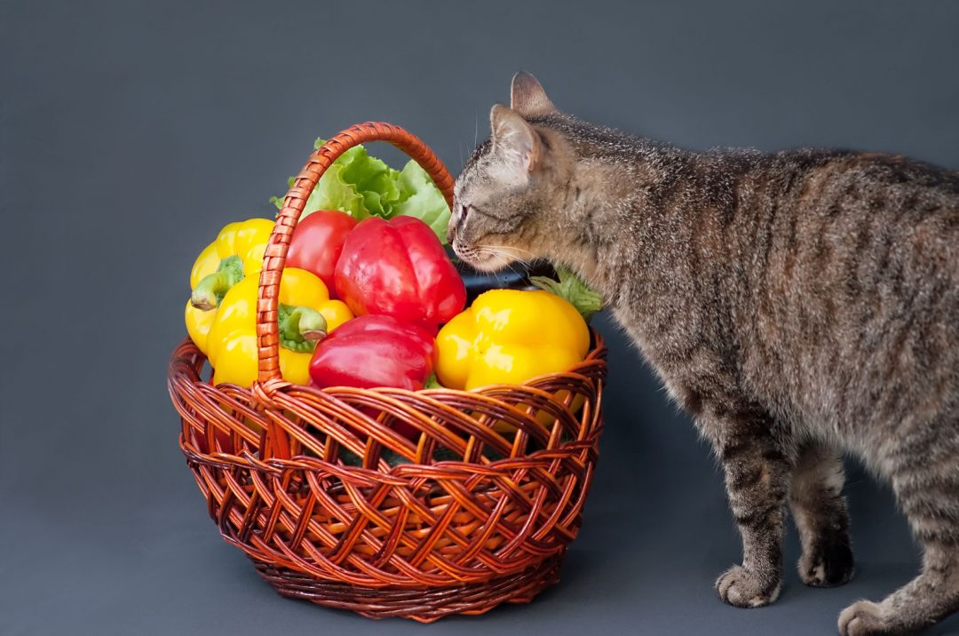 Can Cats Eat Bell Pepper? All There Is To Know!