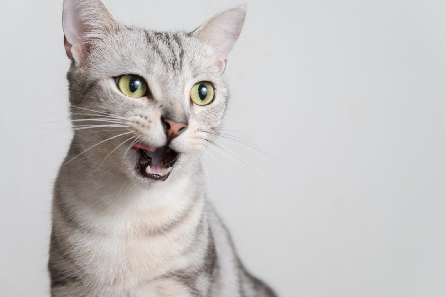 Is Your Cat Snorting? Causes & Solutions For A Snorting Cat