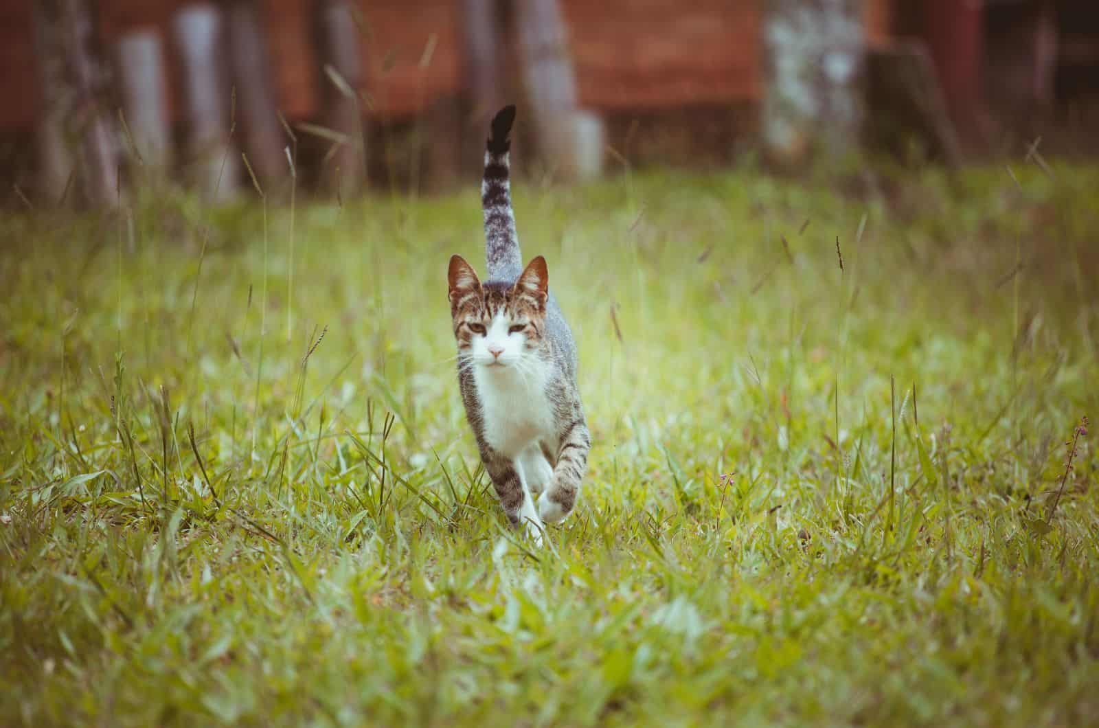 cat walking on grass outside