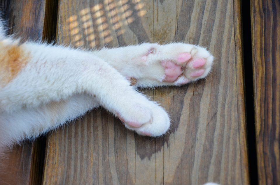 hard-growth-on-cat-paw-pad-what-is-it-and-how-to-deal-with-it