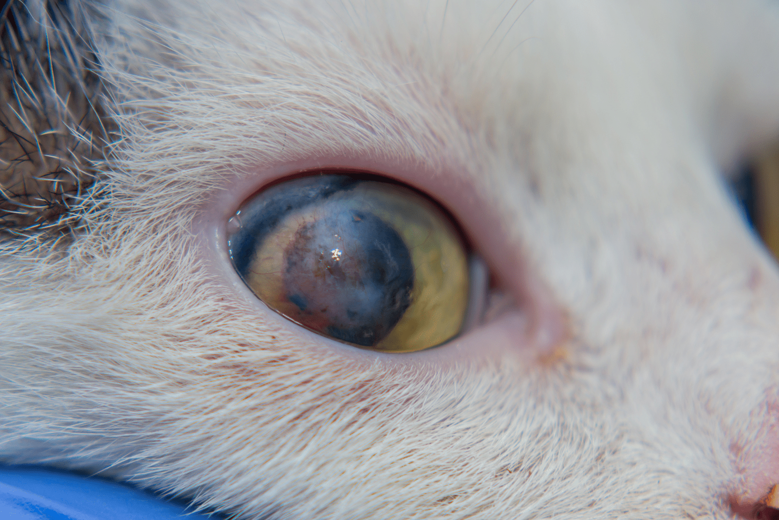 cat with corneal ulcer